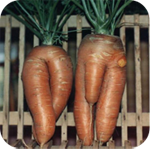 carrots